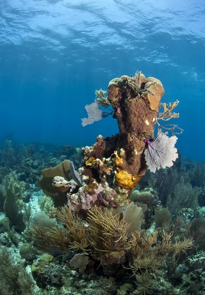 Coral reef — Stock Photo, Image