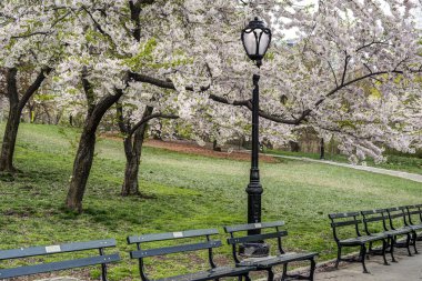 Bahar central park, new york city
