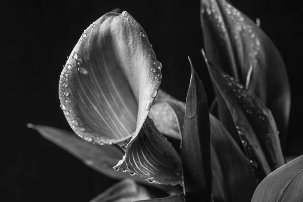 Zantedeschia aethiopica (noms communs calla lily — Photo