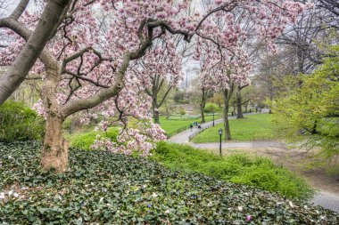 Central Park, New York Şehri