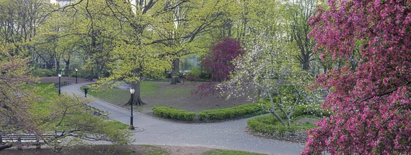 Central Park, New York City Malus 'Purple Prince' — Stockfoto