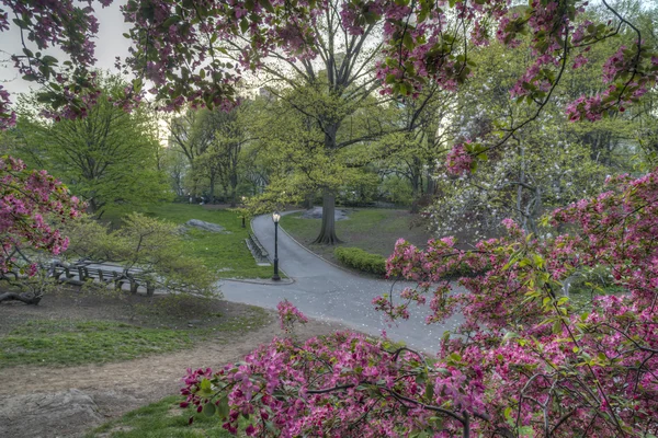 Центральный парк Нью-Йорка Malus 'Purple — стоковое фото