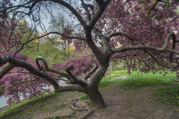 Central Park, Nueva York Malus 'Purple Prince' —  Fotos de Stock