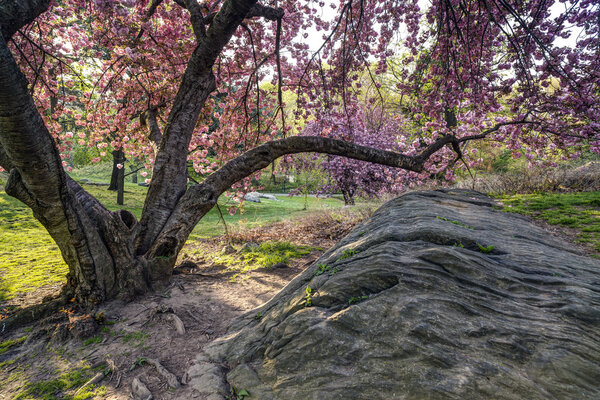 Japanese Cherry Tree