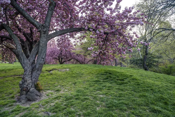 Japon kiraz ağacı — Stok fotoğraf