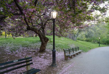 Prunus serrulata Japon kiraz