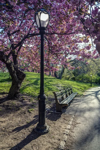 Japon kiraz ağacı — Stok fotoğraf