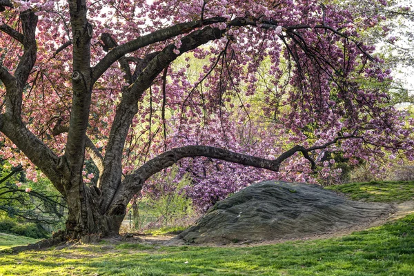 Japanischer Kirschbaum — Stockfoto