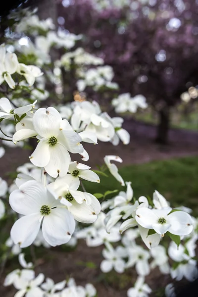 Central Park, New York City — Stock fotografie