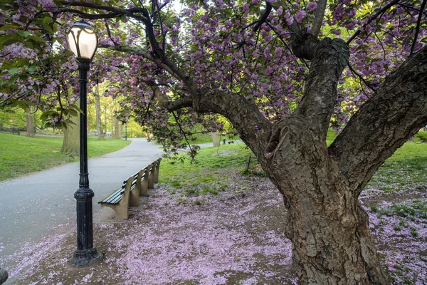 Japanese Cherry Tree — Stock Photo, Image