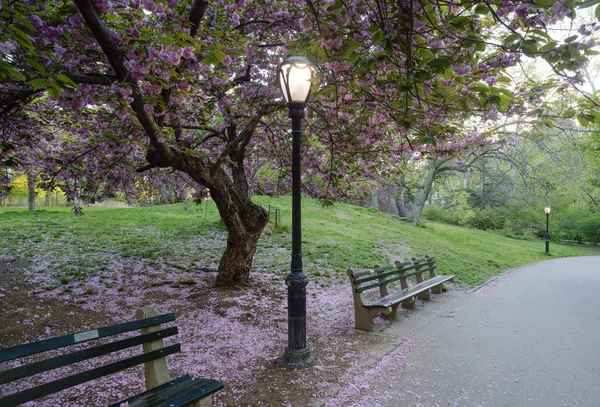 プルナスの serrulata 桜 — ストック写真