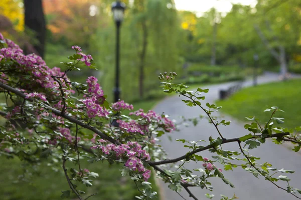 Central Park no início da manhã — Fotografia de Stock
