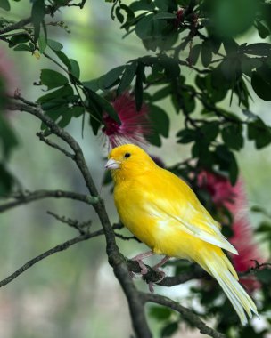 The yellow Canary, (Serinus canaria domestica clipart