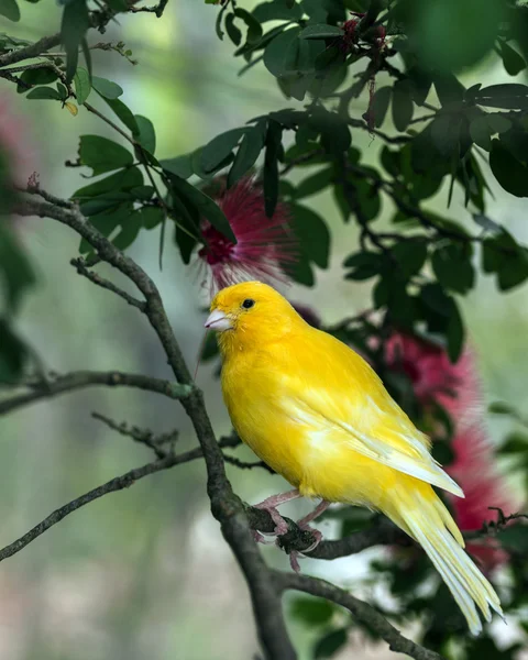 黄色いカナリア (serinus カナリア島イエバエ — ストック写真