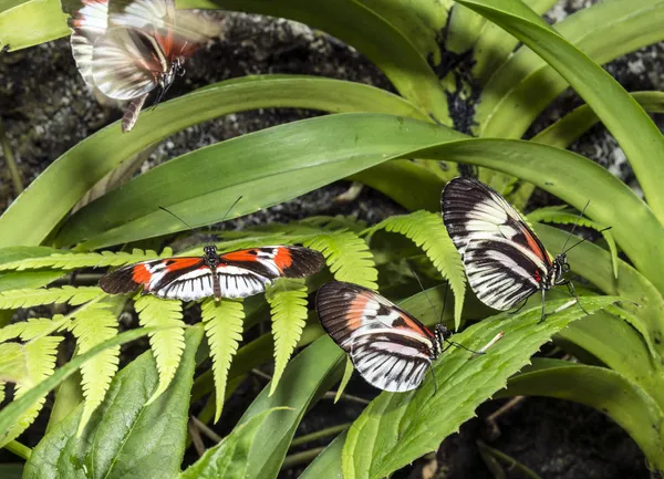Nyomógombos Heliconius pillangó — Stock Fotó