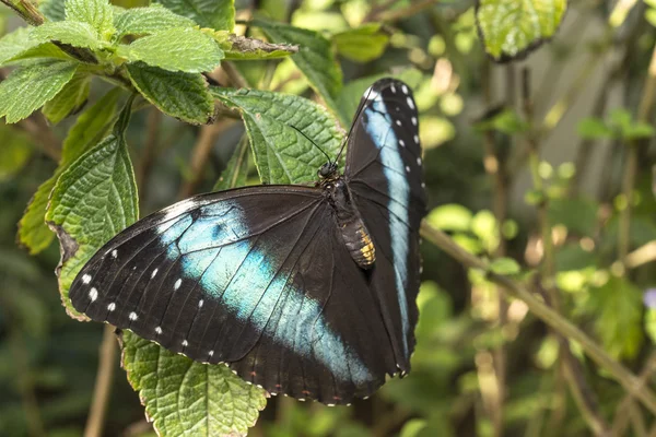 Achilles Morpho, Blue-banded Morpho butterfly — Stock Photo, Image