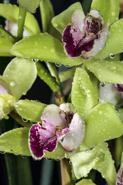 Цимбидиевая орхидея — стоковое фото