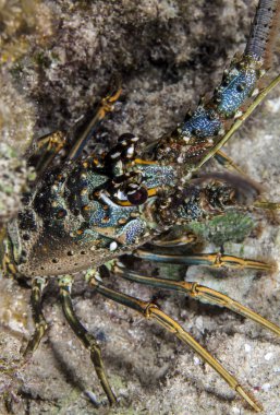 panulirus argus, Karayipler dikenli lobste
