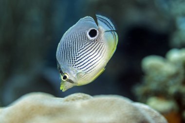 Four-eyed Butterflyfish,Chaetodon capistratus clipart