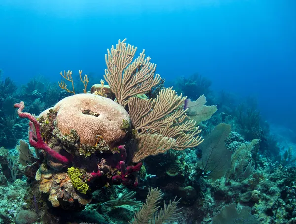 Underwater korallrev roatan — Stockfoto