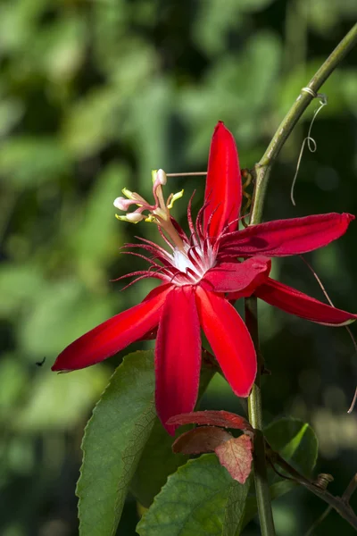 Flor da paixão (Passiflora glanulosa ) — Fotografia de Stock