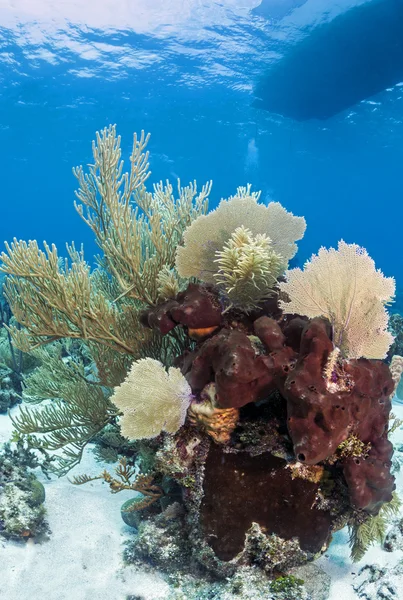 Barriera corallina subacquea — Foto Stock