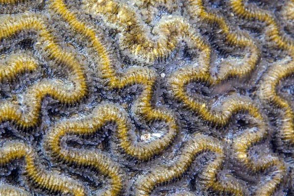 Colpophyllia natans, валунний корал мозку — стокове фото