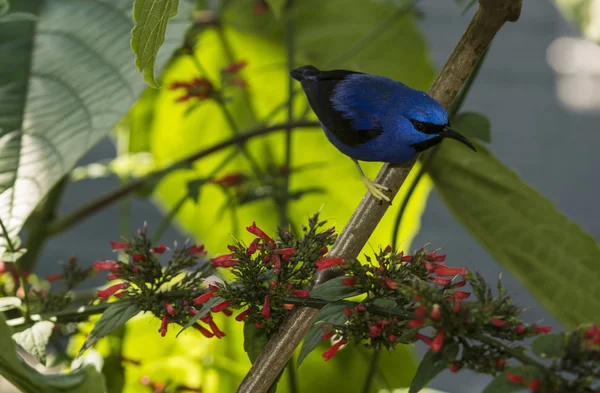 노란 다리 honeycreeper — 스톡 사진