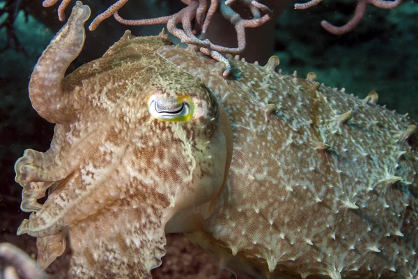 Sepia latimanus, sepia latimanus — Foto de Stock