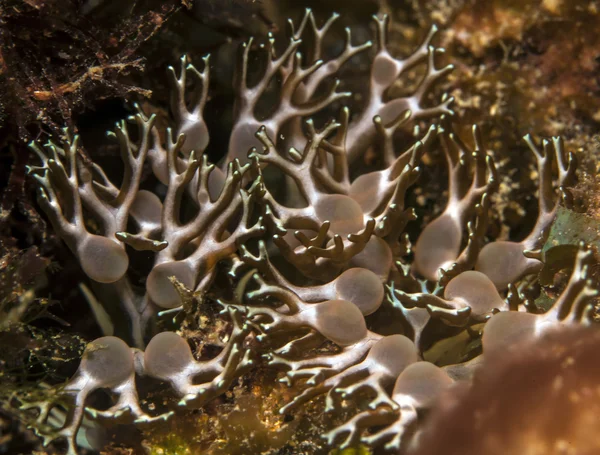 Coral reef, Branching anemone — Stock Photo, Image