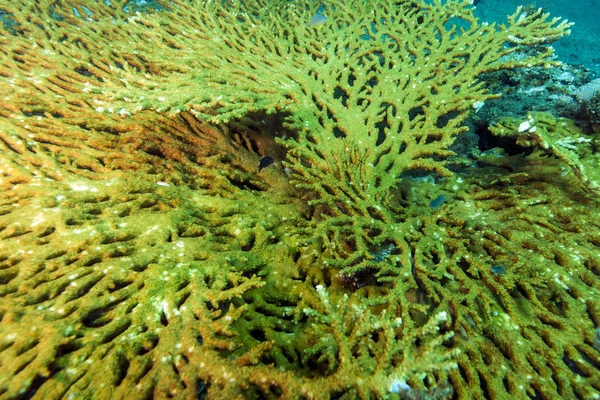 Acropora jest tabela Koral, — Zdjęcie stockowe