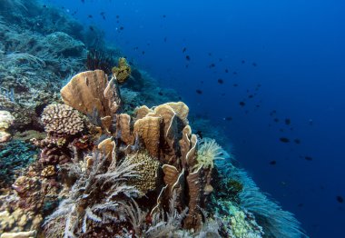 bunaken ulusal deniz park.indonesia