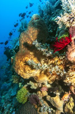 bunaken ulusal deniz park.indonesia