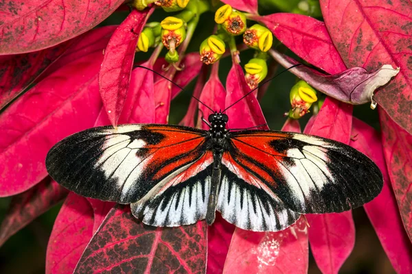 Fortepian klucz heliconius motyl — Zdjęcie stockowe