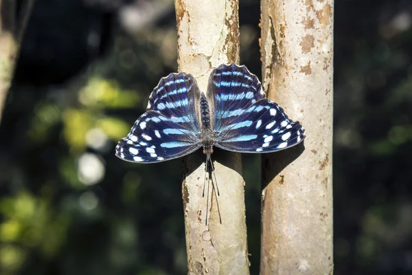 Blue wave butterfly — Stock Photo, Image