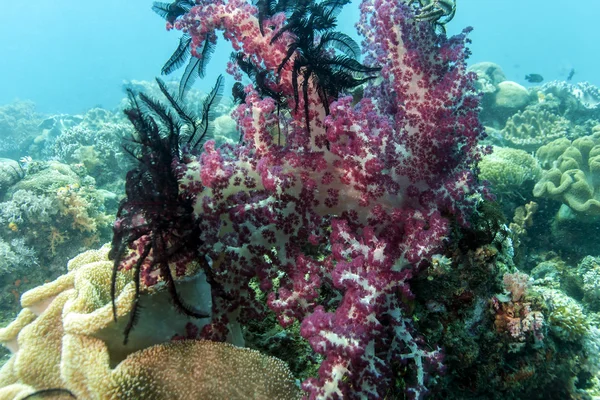 Dendronephthya klunzingeri lembeh stretto — Foto Stock