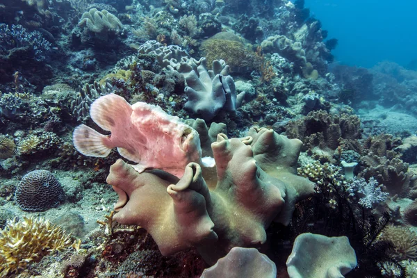 Frogfish on coral — Stock Photo, Image