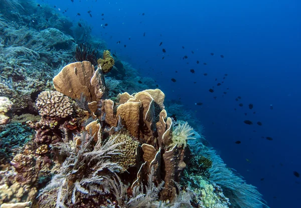 Bunaken ulusal deniz park.indonesia — Stok fotoğraf