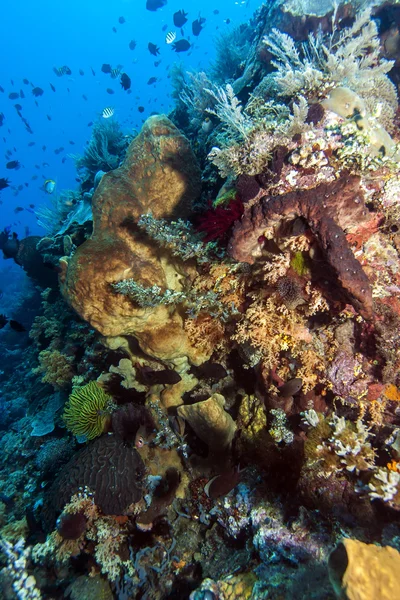 Национальный морской парк Бунакен. Индонезия — стоковое фото