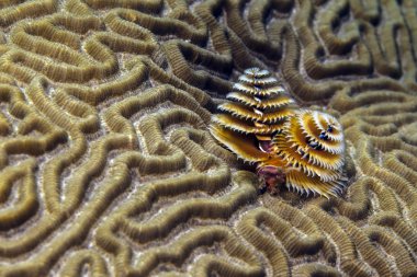 Spirobranchus Giganteus, Noel ağacı solucanları.