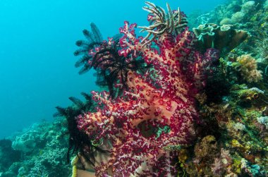 Lembeh Strait soft corals clipart