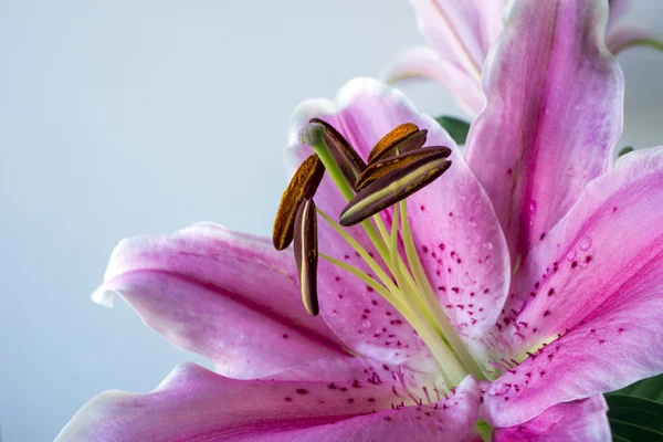 Lilium "stargazer" (stargazer lilie) — Stock fotografie