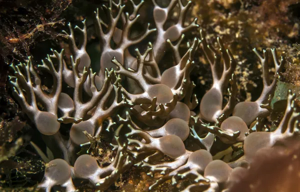 Korallenriff, verzweigte Anemone — Stockfoto