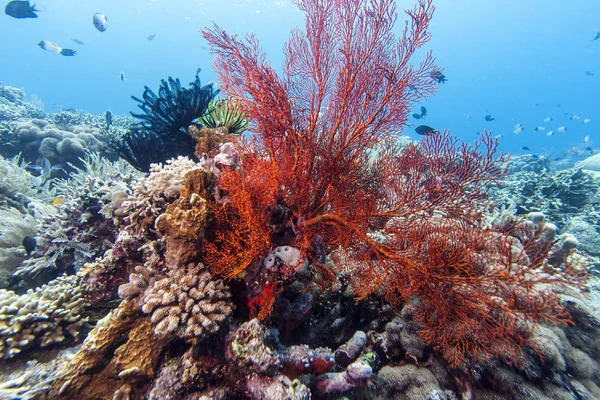 Gorgonacea sesil sömürge cnidarian bir emirdir — Stok fotoğraf