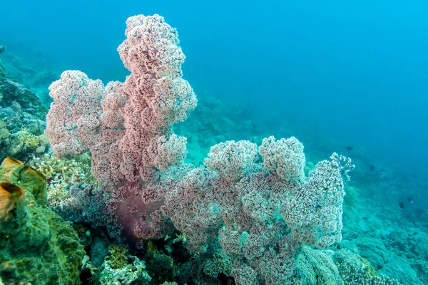 Lembeh Strait soft corals — Stock Photo, Image