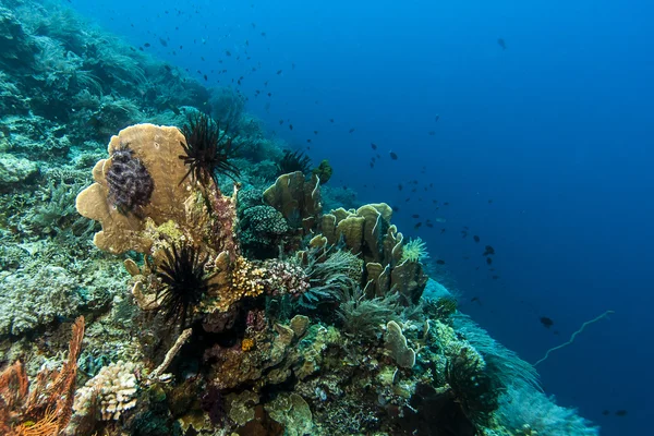 Bunaken National Marine Park.Indonesia — Stock Photo, Image