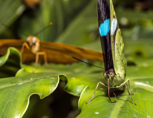 Abajo ala verde (N. aglaura) Mariposa — Foto de Stock