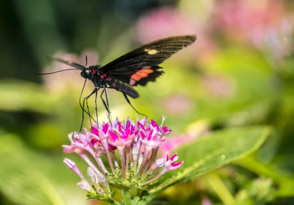 Rosa común mariposa longwing —  Fotos de Stock