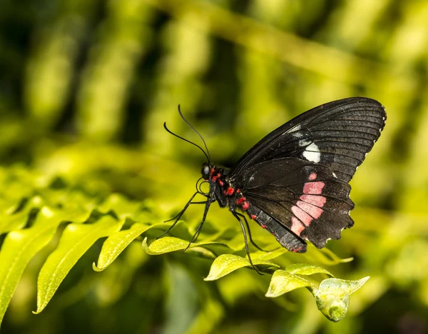 Rosa común mariposa longwing — Foto de Stock