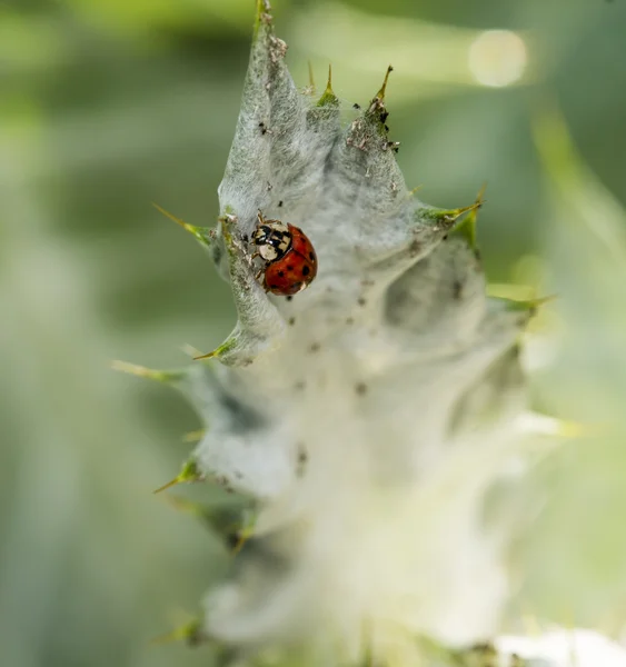 Ladybug Coccinella magnifica — Stock Photo, Image